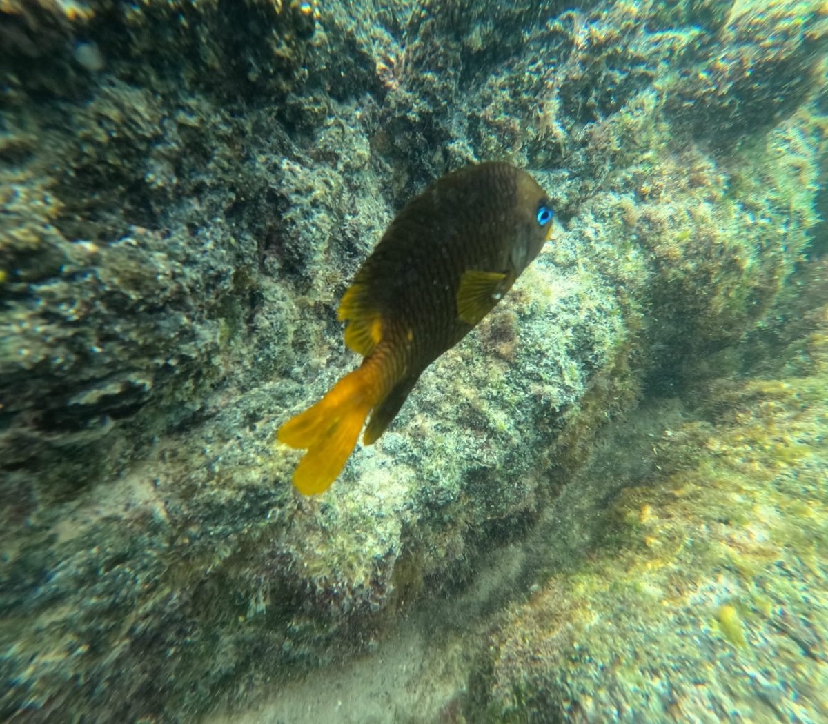 Ryba z żółtym ogonem nad skałą podczas snorkelingu w Concha de Perla na Isabeli