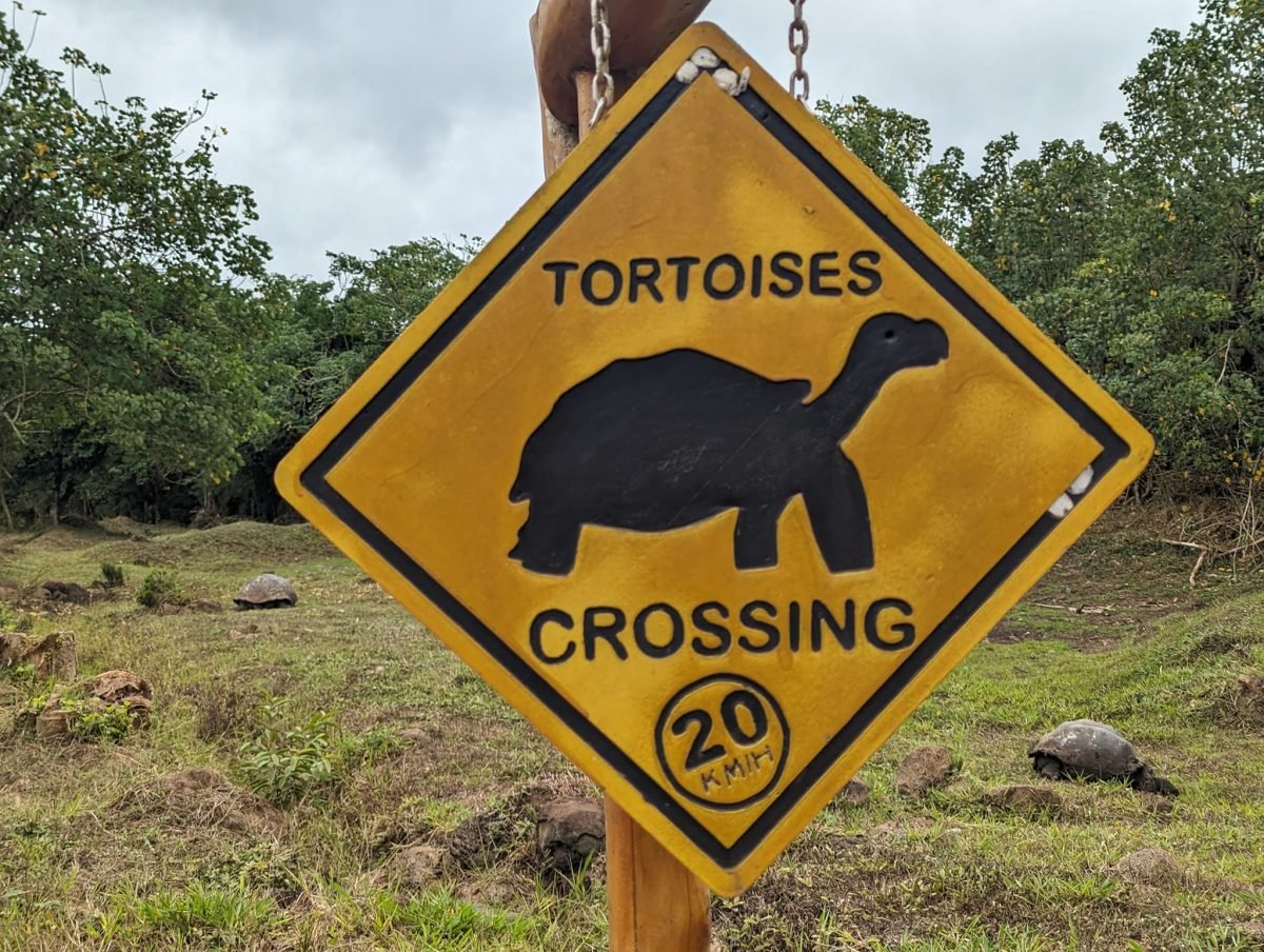 Znak „Tortoises crossing” i żółwie olbrzymie na łące w wyżynach Santa Cruz