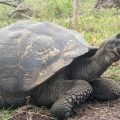 Żółw olbrzymi z otwartym pyskiem na ranczu Primicias na Santa Cruz