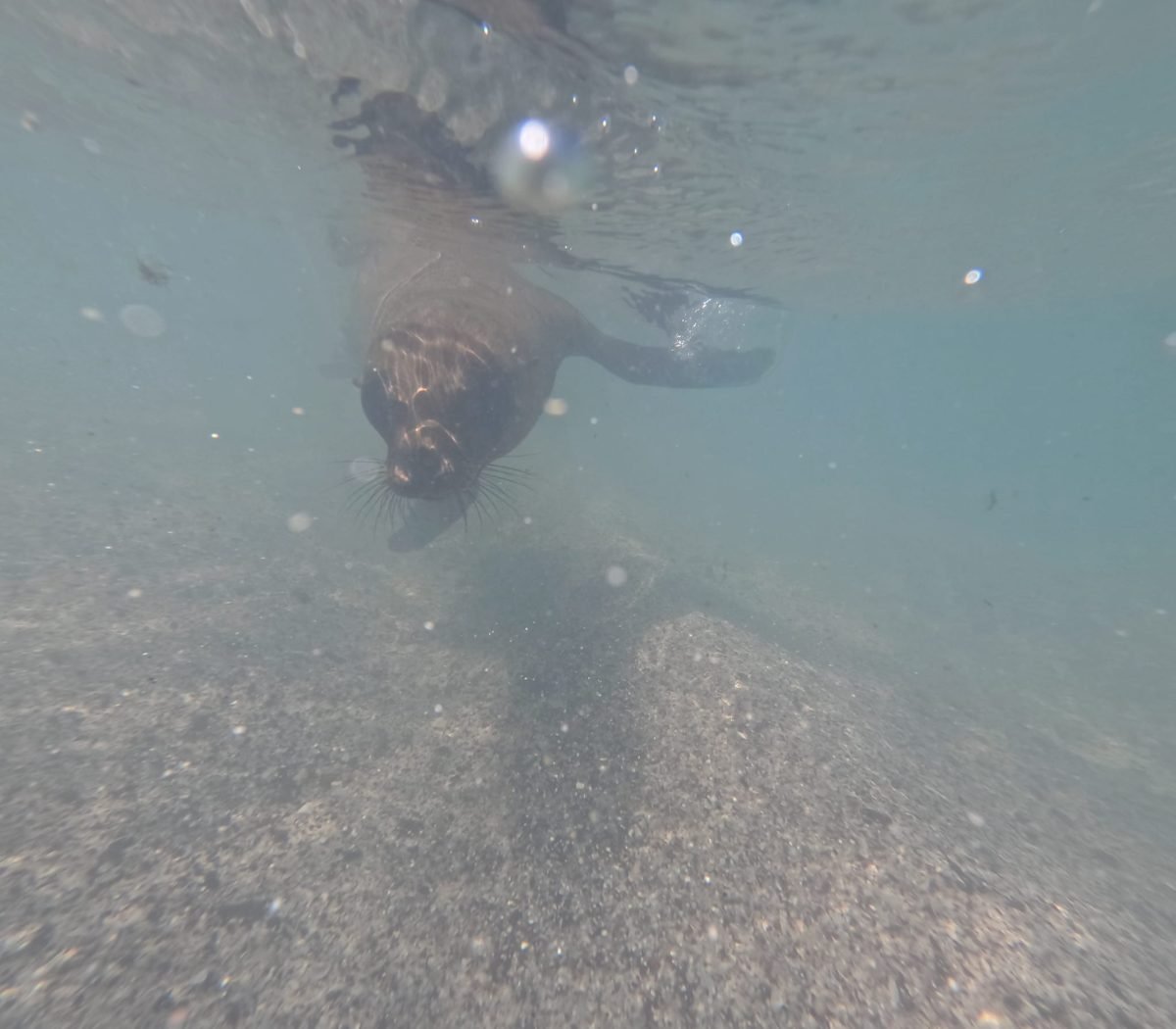 Lew morski pod wodą podczas snorkelingu z plaży na San Cristóbal