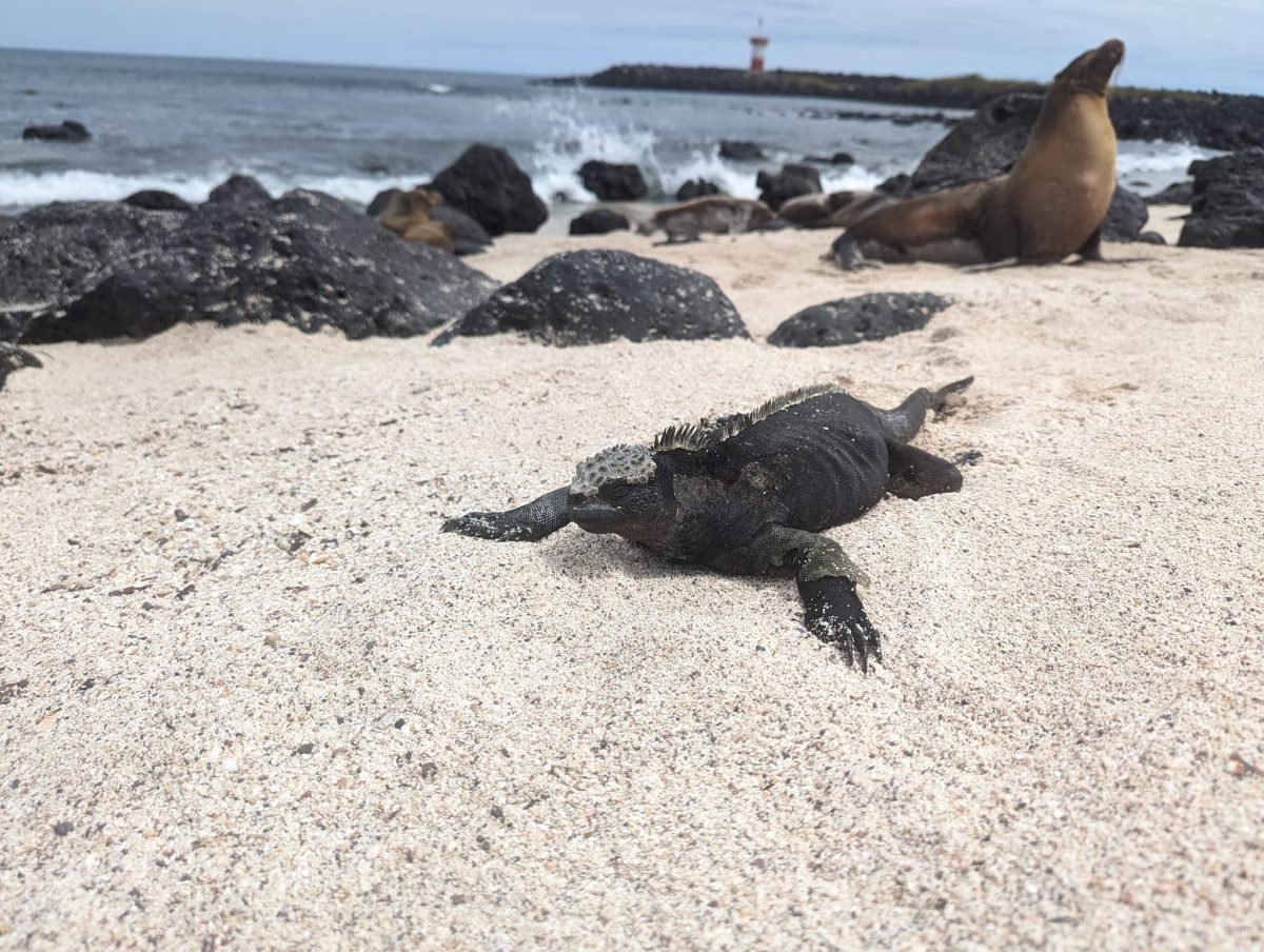 Iguana morska i lwy morskie na plaży z czarnymi skałami, w tle latarnia na San Cristóbal