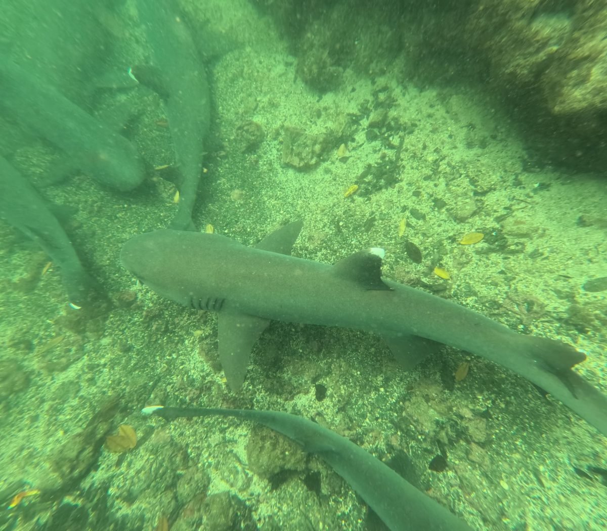 Rekiny rafowe z białymi końcówkami płetw pod wodą podczas snorkelingu przy Las Tintoreras