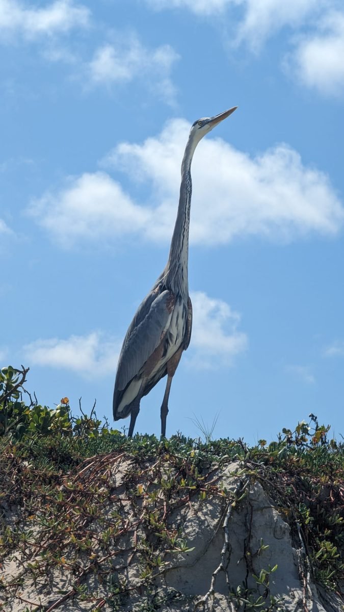 Czapla modra na skale nad Tortuga Bay na Santa Cruz