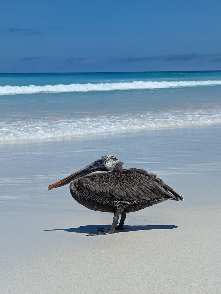 Pelikan brunatny na plaży Tortuga Bay na Santa Cruz