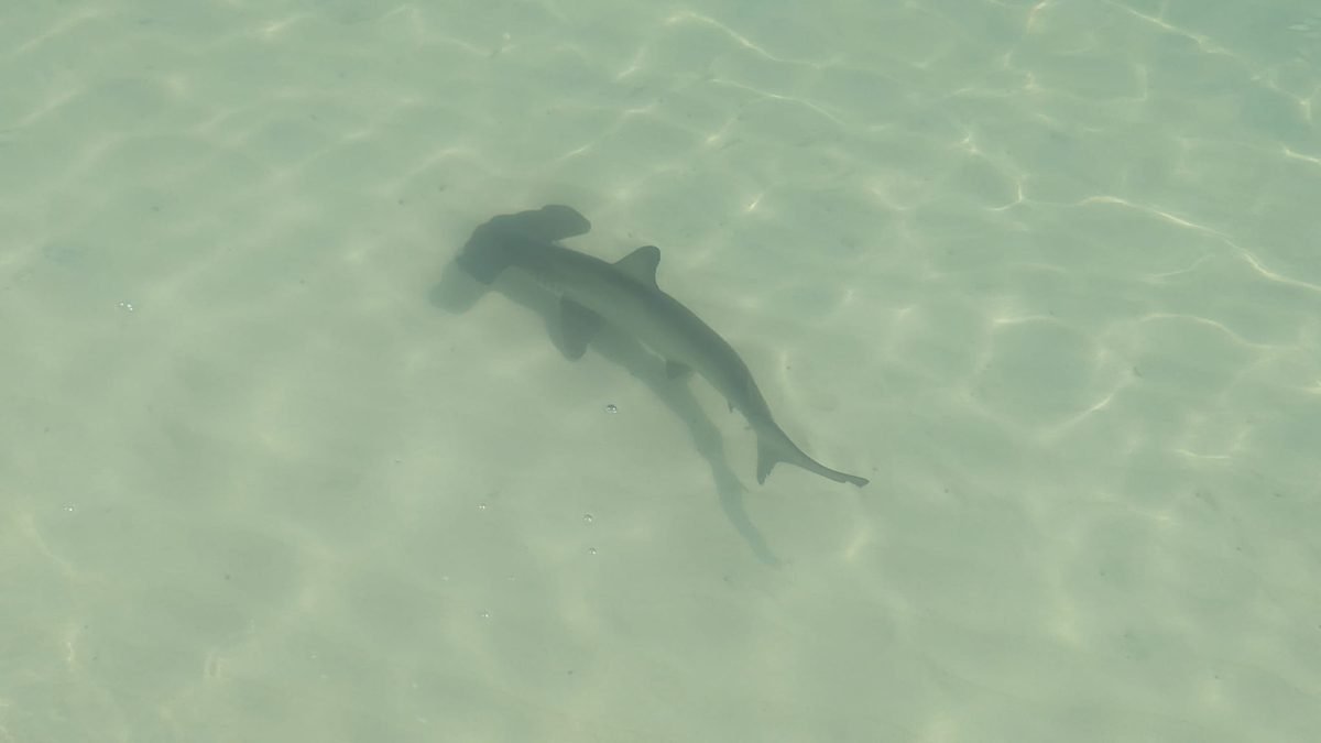 Mały rekin młot w płytkiej wodzie w zatoce Tortuga Bay na Santa Cruz