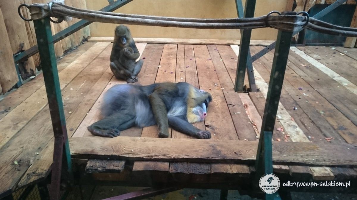 Adult mandrill with a colourful face lying on a wooden platform next to a young mandrill at Gdańsk Zoo