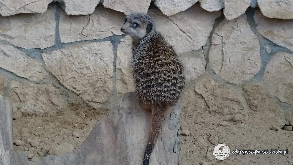 Meerkat sitting upright on a log against the stone wall of its enclosure at Gdańsk Zoo
