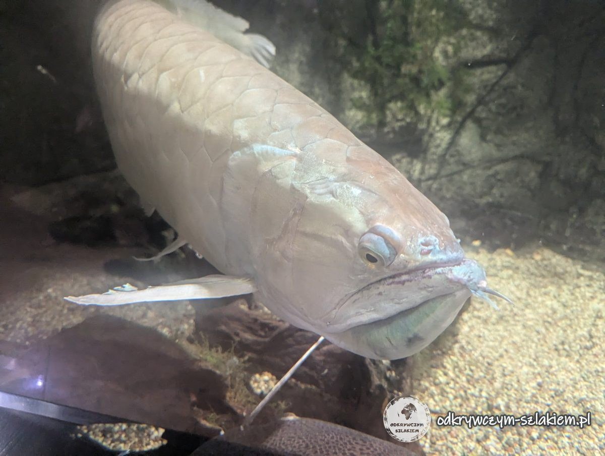 A silvery arowana with barbels on its lower jaw in a tank in Gdynia