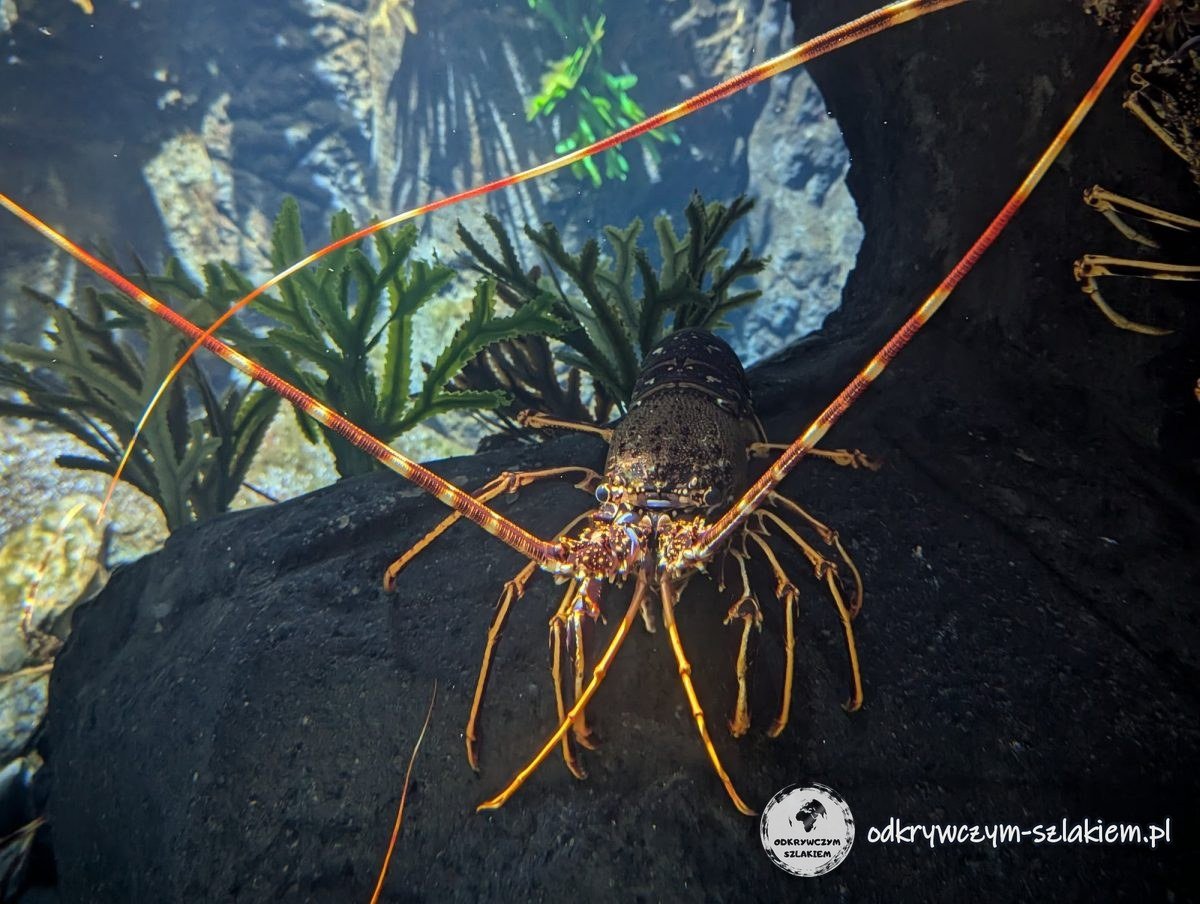 A spiny lobster with long antennae on a rock at Gdynia Aquarium