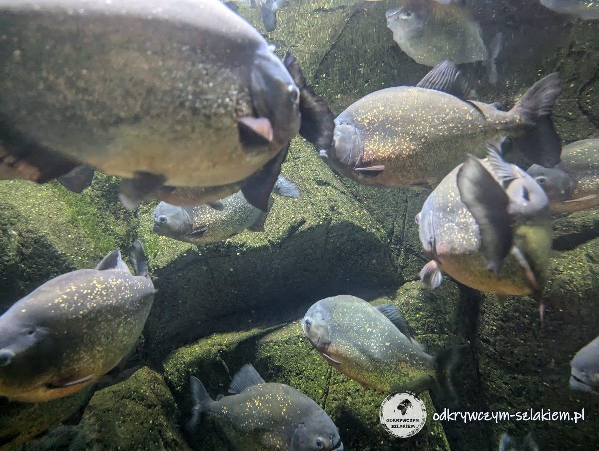 A shoal of piranhas in a tank at Gdynia Aquarium