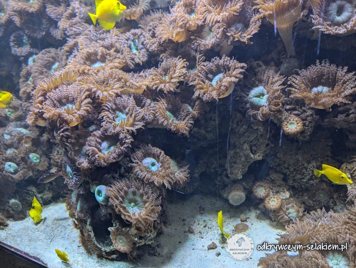 Sea anemones and yellow tangs in a marine tank in Gdynia
