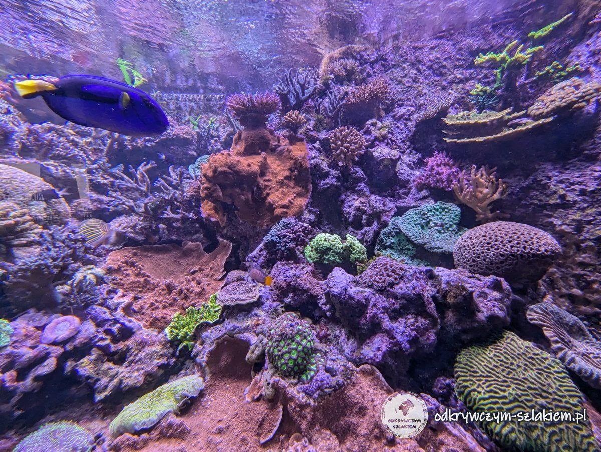 A coral reef tank with a blue regal tang at Gdynia Aquarium