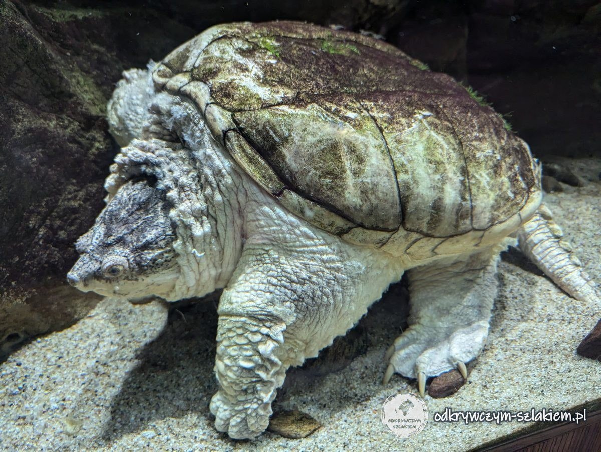 A snapping turtle on the sandy bottom of a tank in Gdynia