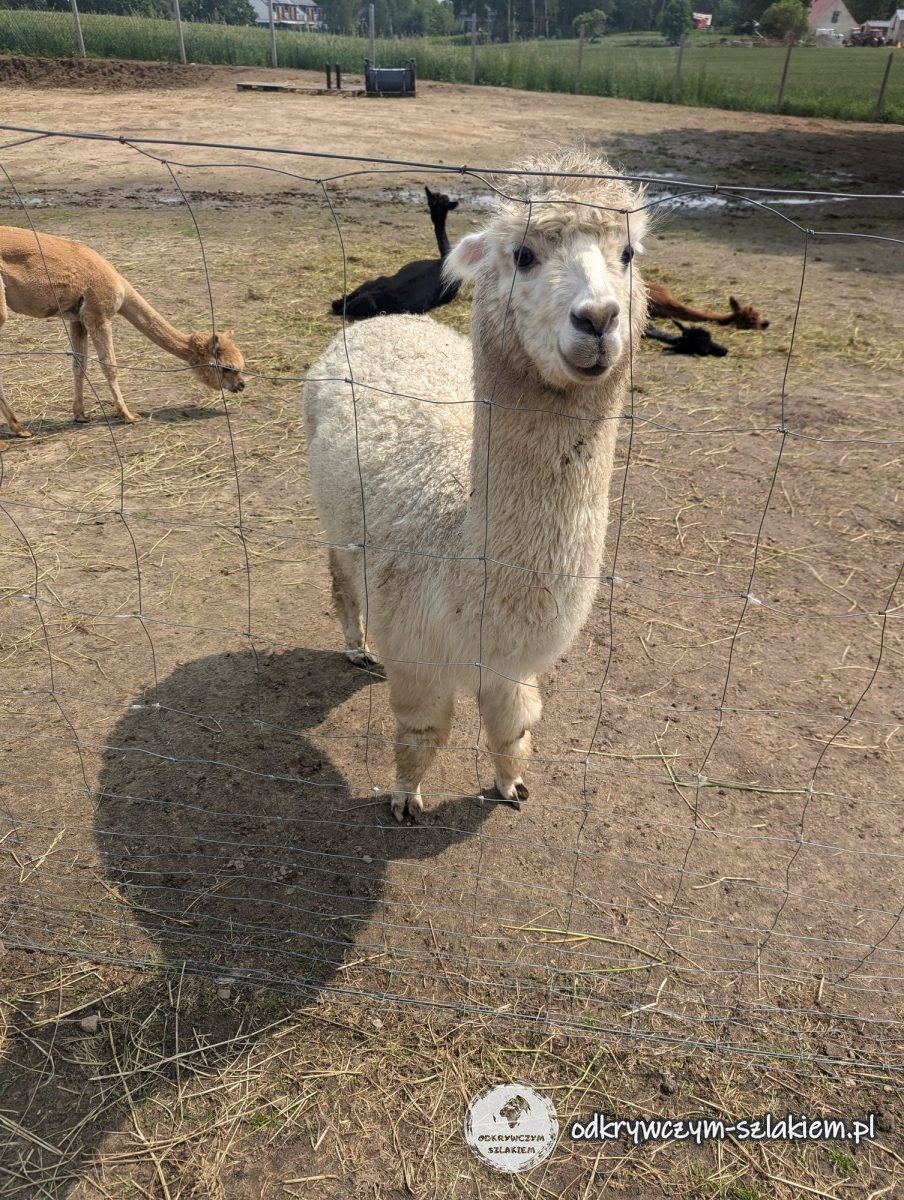 A white alpaca standing by a wire fence, with other alpacas in the pasture behind