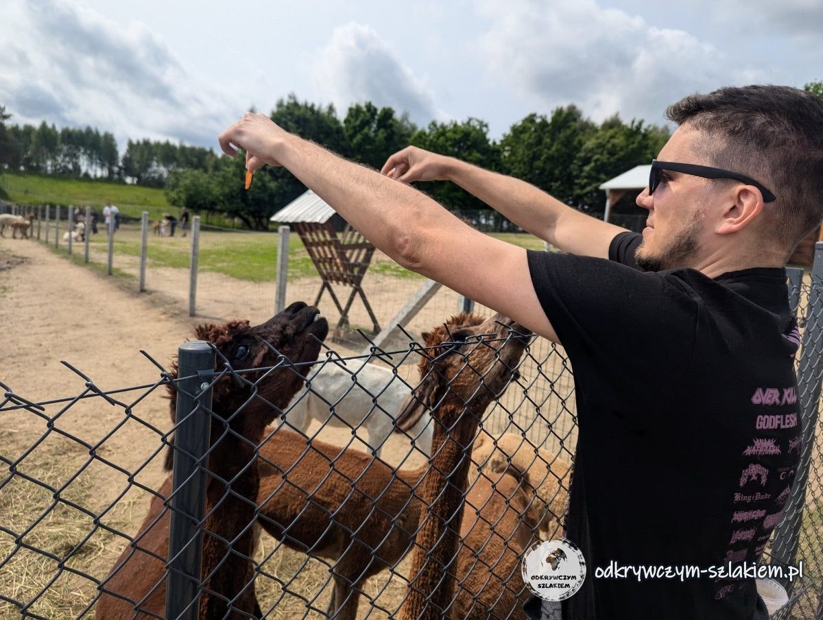 Maciek holding out carrots to dark brown alpacas stretching their necks over the wire fence