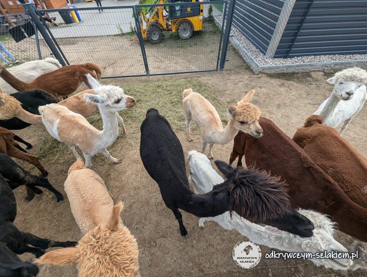 A herd of alpacas in various colours in a paddock at the Alpaki Bojano farm