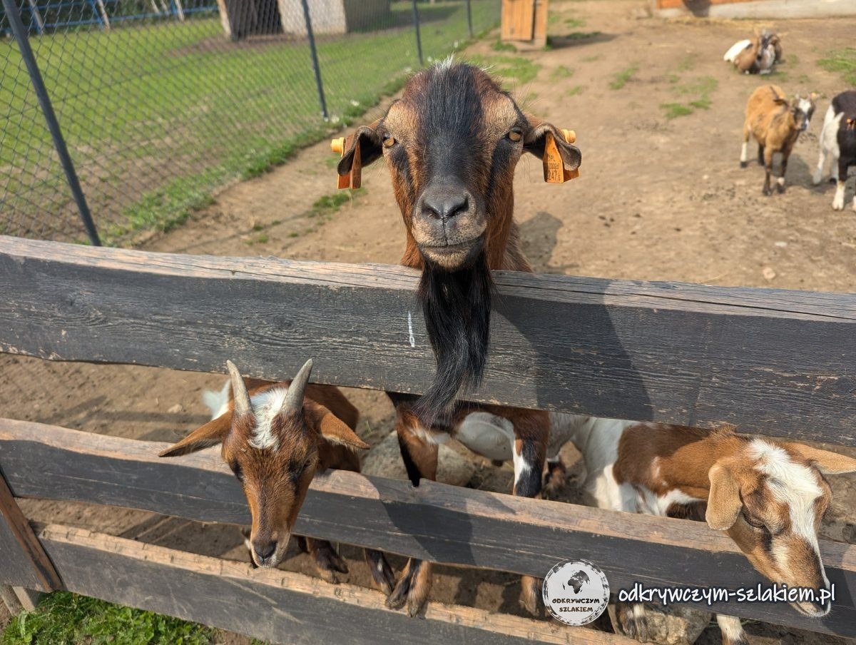 Goats poking their heads over and under the wooden fence of their pen
