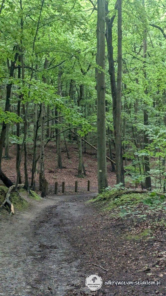 A forest track through the beech wood in the Kępa Redłowska reserve in Gdynia