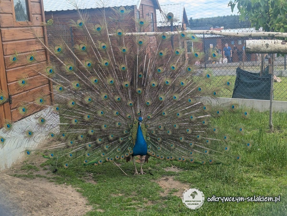 A peacock with its tail fanned out on the grass by a wooden farm building