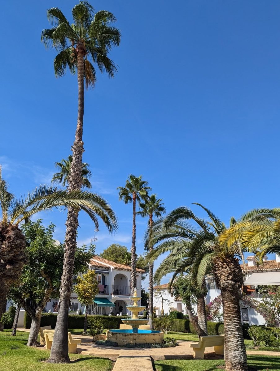 Wysokie palmy i zielony skwer w Torrevieja w słoneczny październikowy dzień