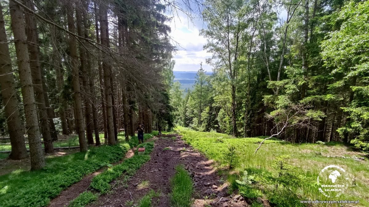Strome podejście leśną drogą w drodze na Wałbrzych
