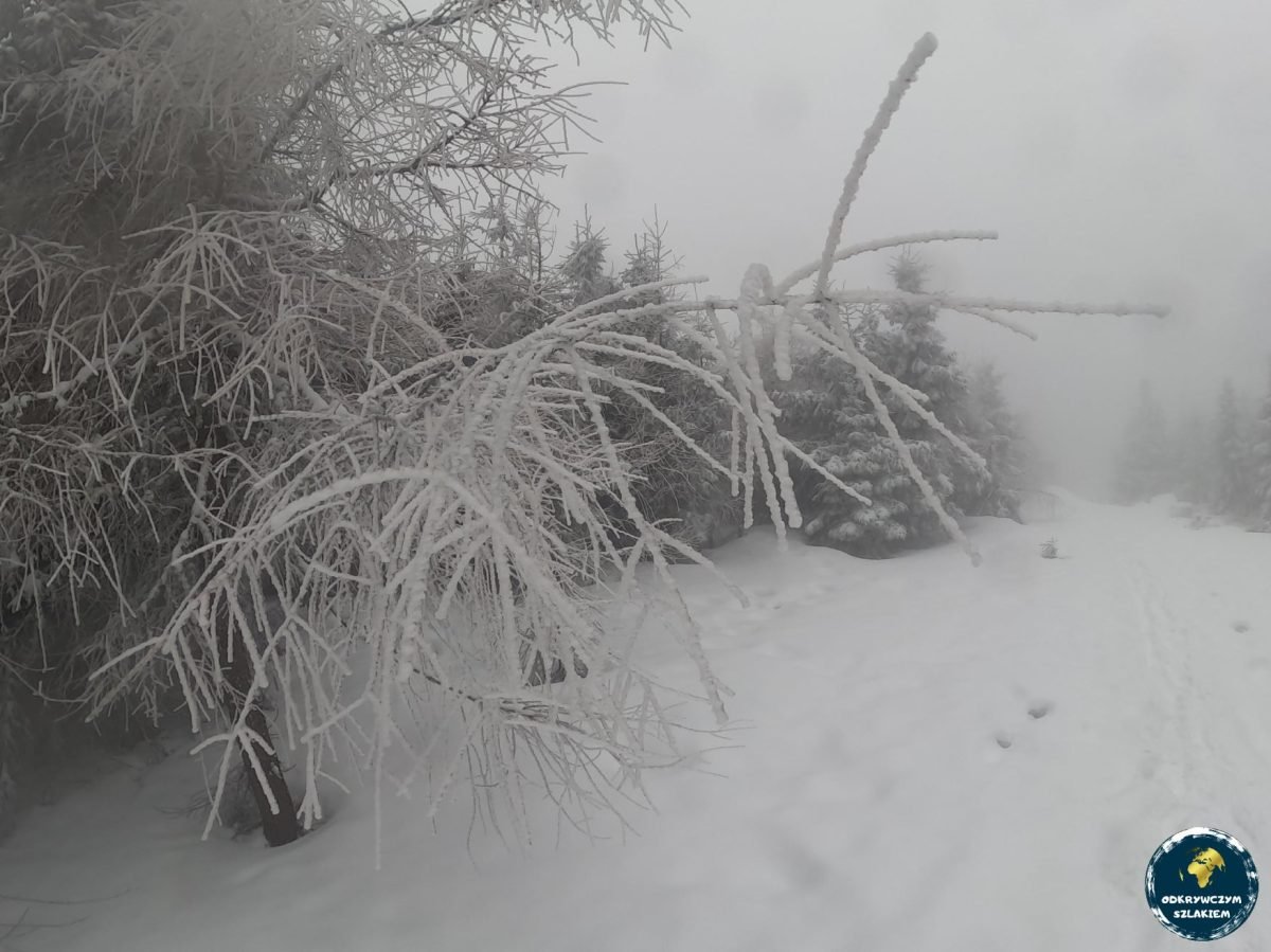 Gałęzie przygięte śniegiem przy szlaku w Górach Izerskich