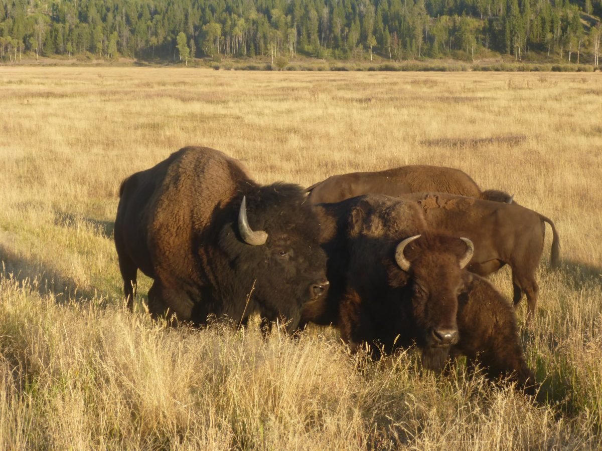 Bizony przy drodze w Parku Narodowym Grand Teton