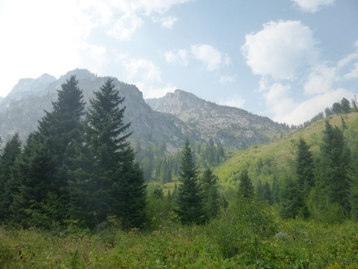 Łąka i góry przy szlaku nad Jenny Lake