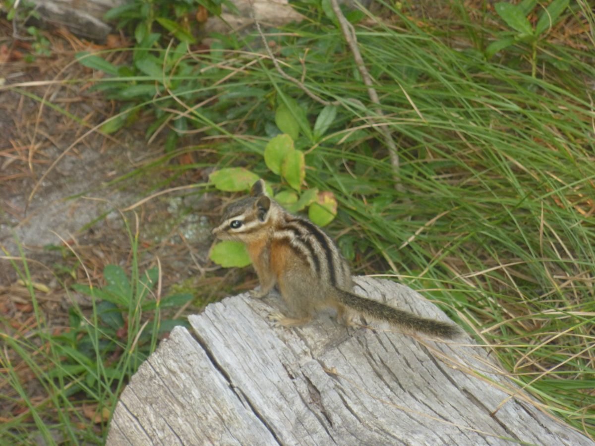 Pręgowiec (chipmunk) na pniu przy Jenny Lake