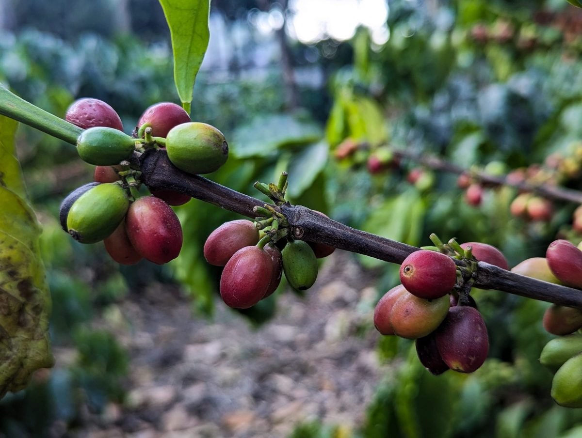 Czerwone i zielone owoce kawowca na gałązce – plantacja kawy Finca La Azotea koło Antigui