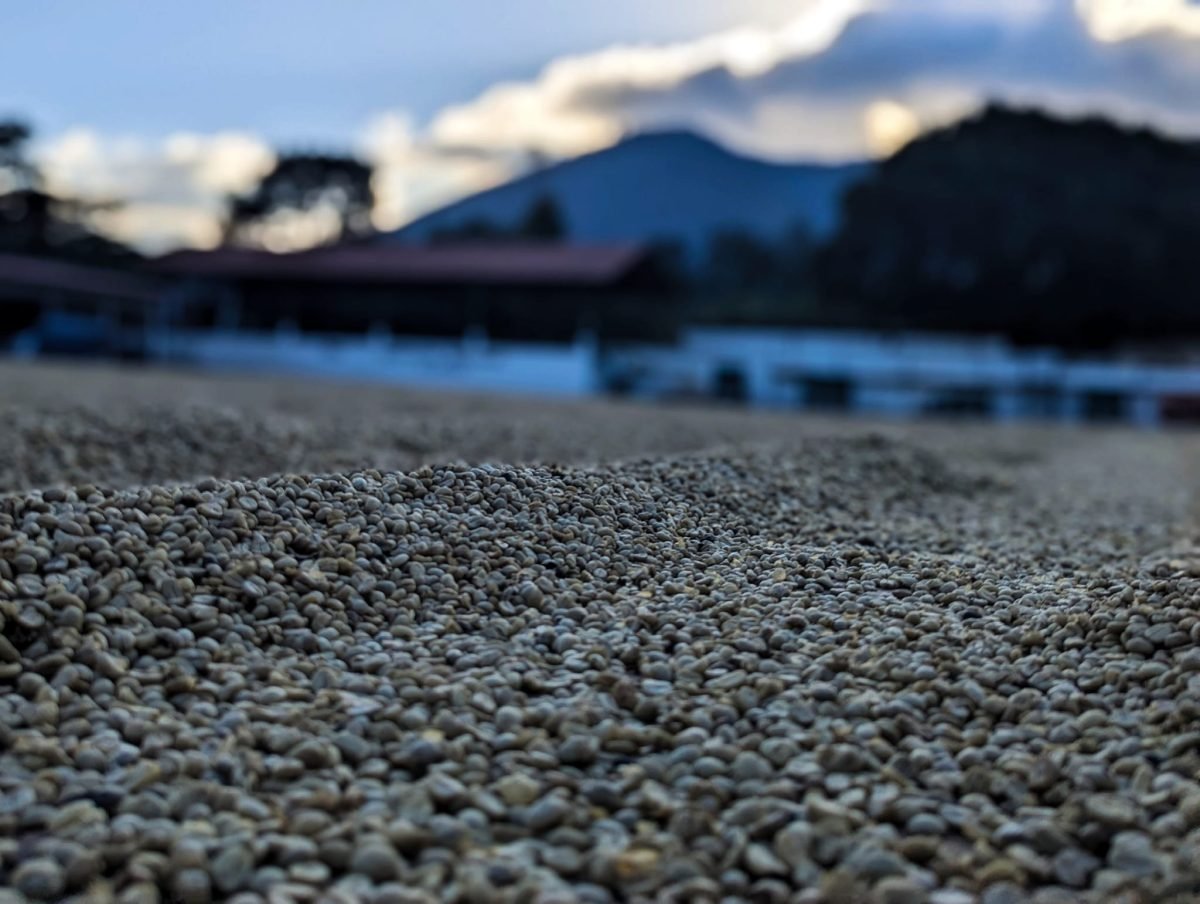 Ziarna kawy suszące się na placu plantacji Finca La Azotea, w tle góry