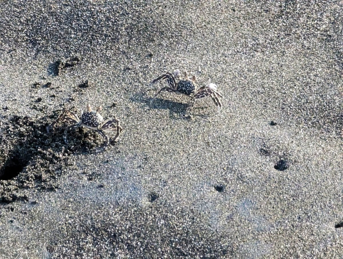 Krab i norki w czarnym piasku plaży w El Paredón