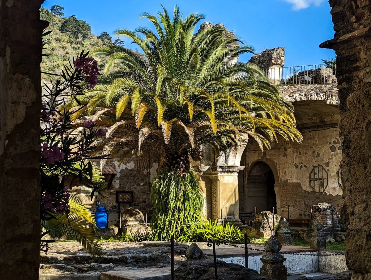 Dziedziniec ruin z palmą i kamiennymi łukami w Antigua Guatemala