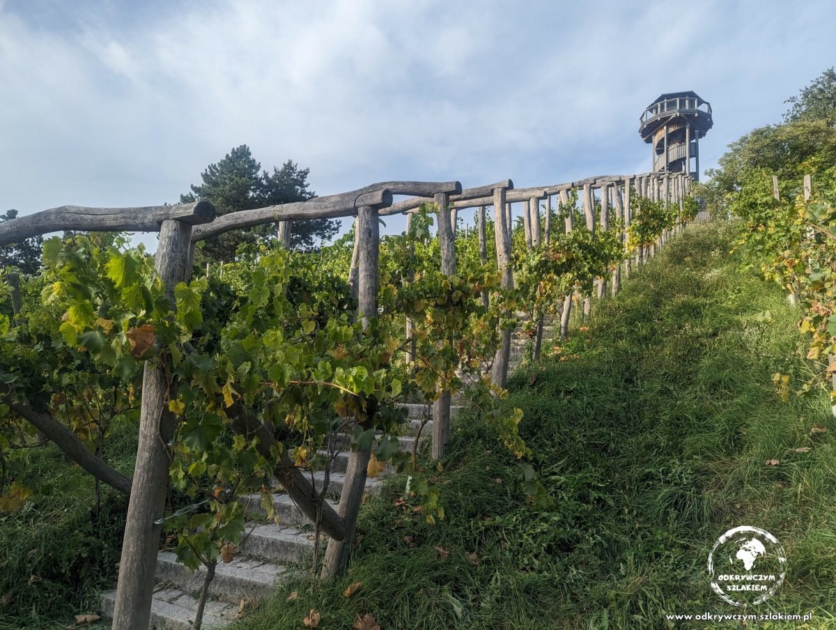Winnica i wieża widokowa w parku Seepark we Fryburgu