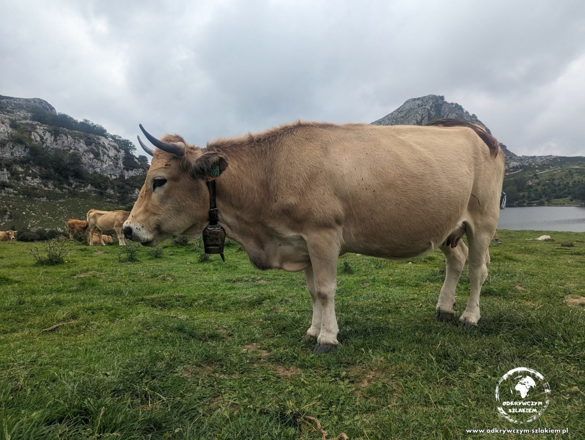 Krowa na pastwisku nad jeziorem w Picos de Europa
