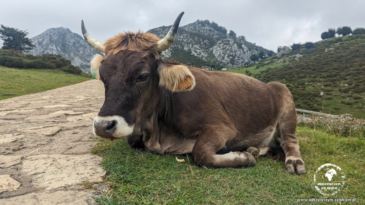 Krowa leżąca przy ścieżce nad Lagos de Covadonga