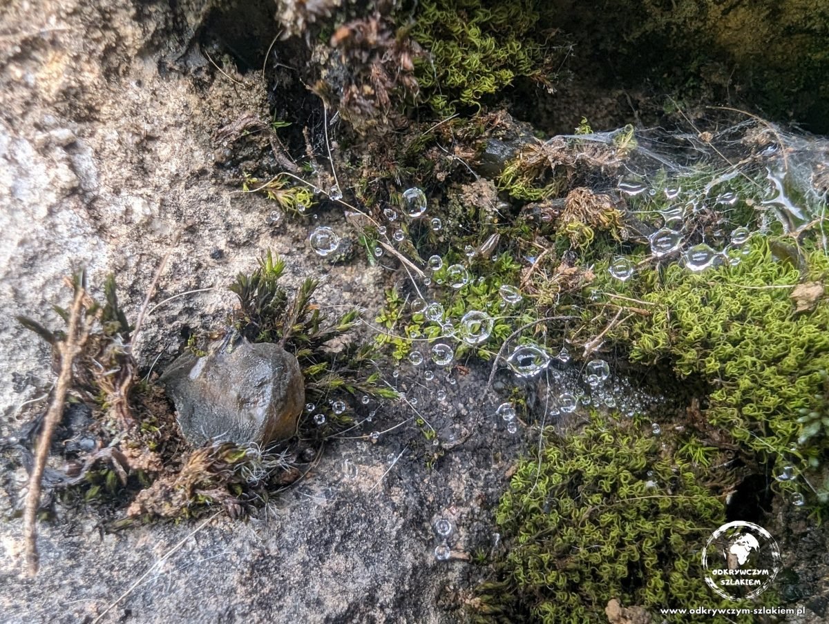 Wapienna skała porośnięta mchem i roślinami w Picos de Europa
