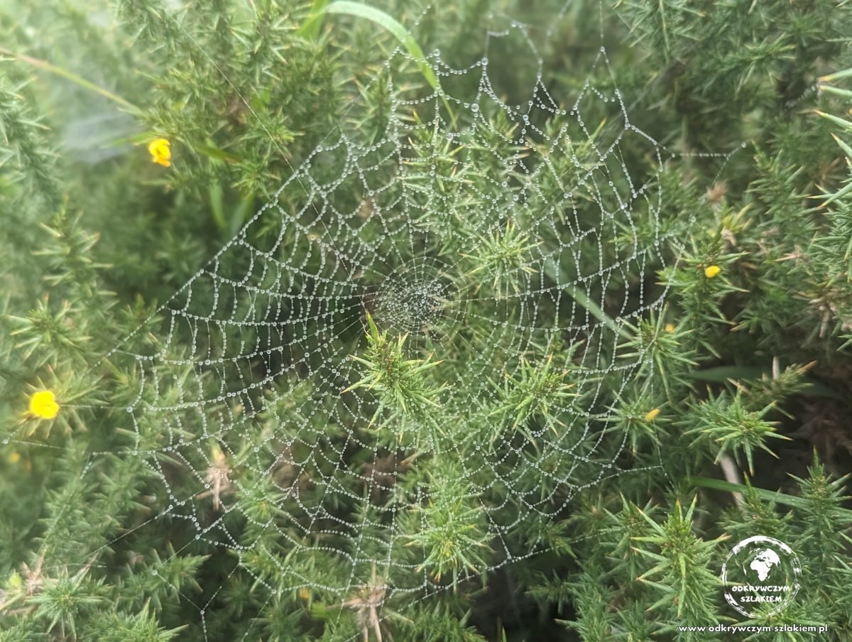 Pajęczyna z kroplami rosy na krzewie przy szlaku w Picos de Europa