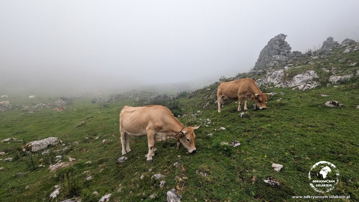 Krowy na łące we mgle wysoko w Picos de Europa