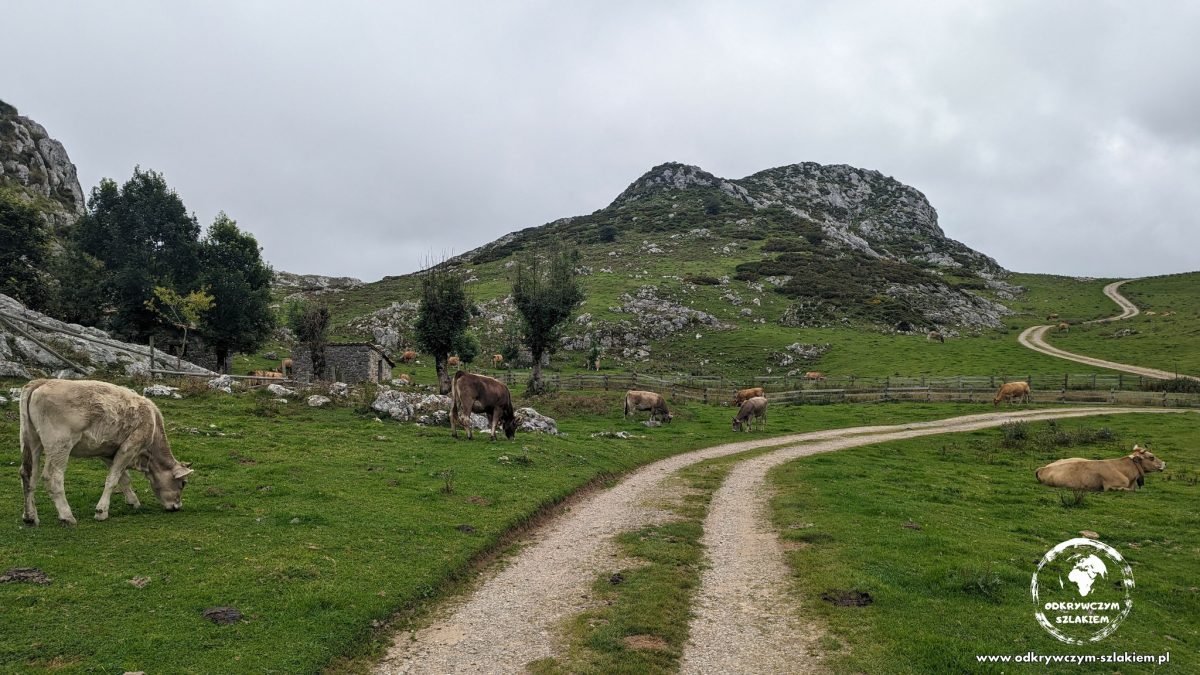 Szutrowa ścieżka i pasące się krowy na szlaku w Picos de Europa