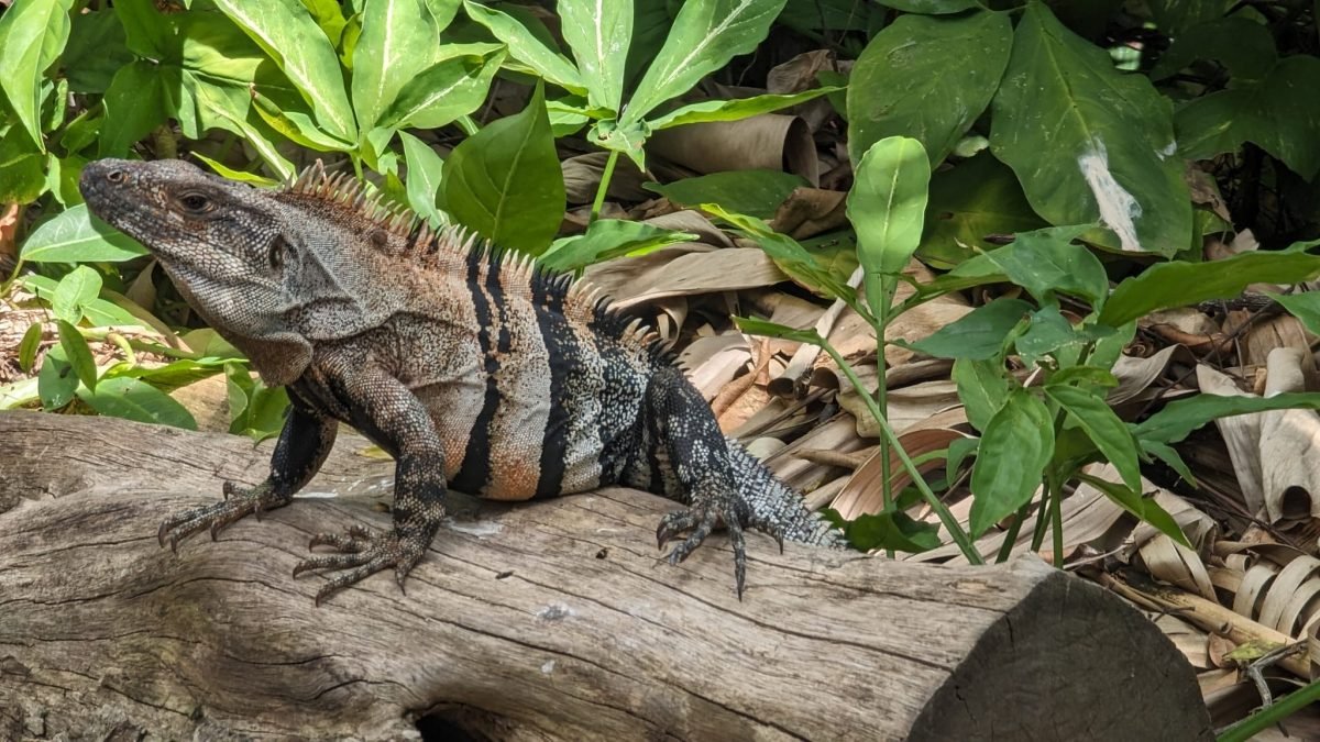 Iguana wygrzewająca się na kłodzie wśród liści na wyspie Utila
