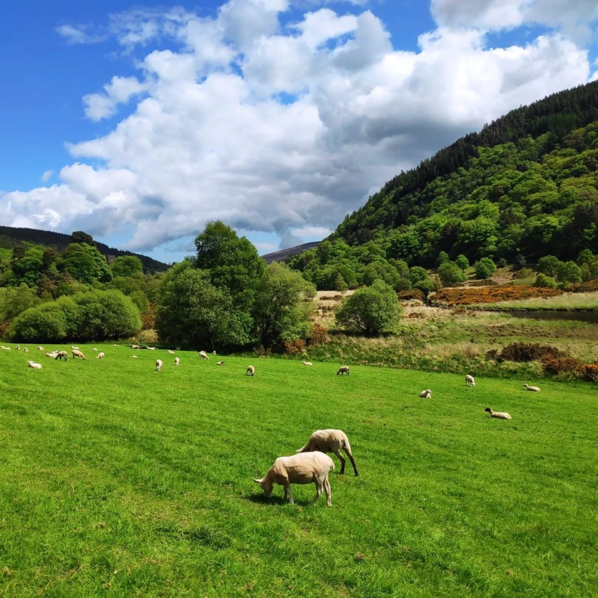 Owce na zielonej łące u stóp gór w dolinie Glendalough