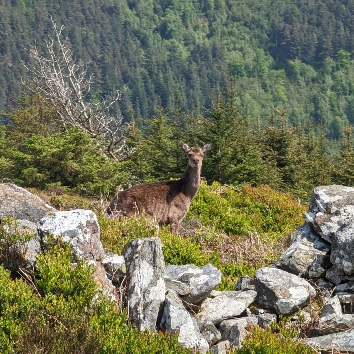 Jeleń wśród skał i wrzosów przy szlaku w górach Wicklow