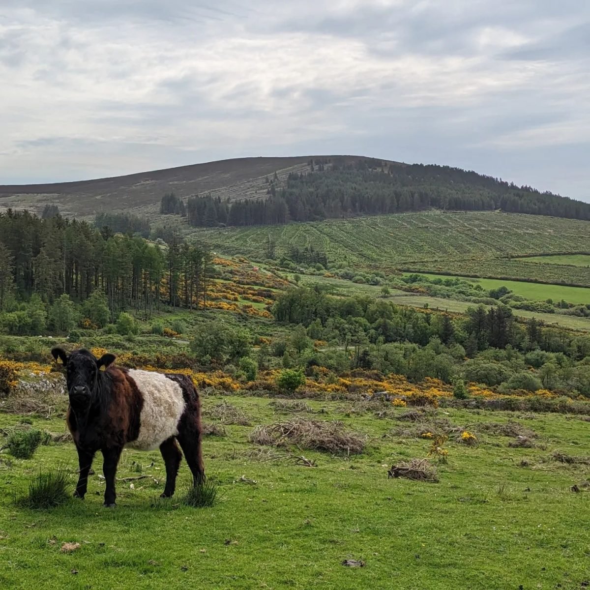 Krowa rasy belted galloway na zboczu wzgórza w okolicy Borris