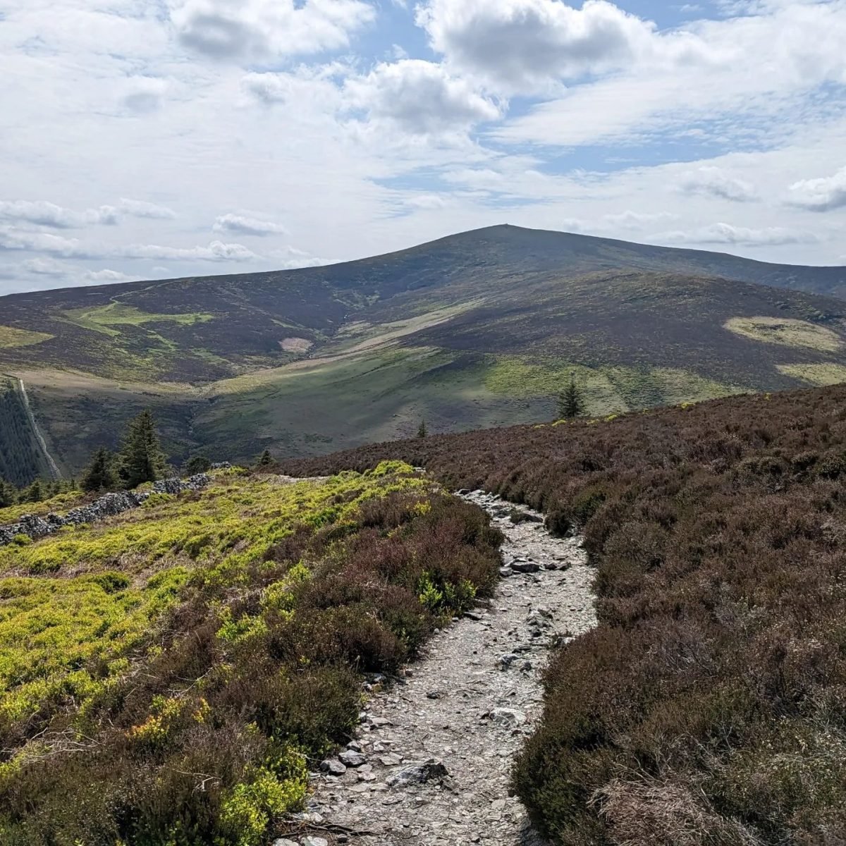 Ścieżka wśród wrzosowisk w górach Wicklow