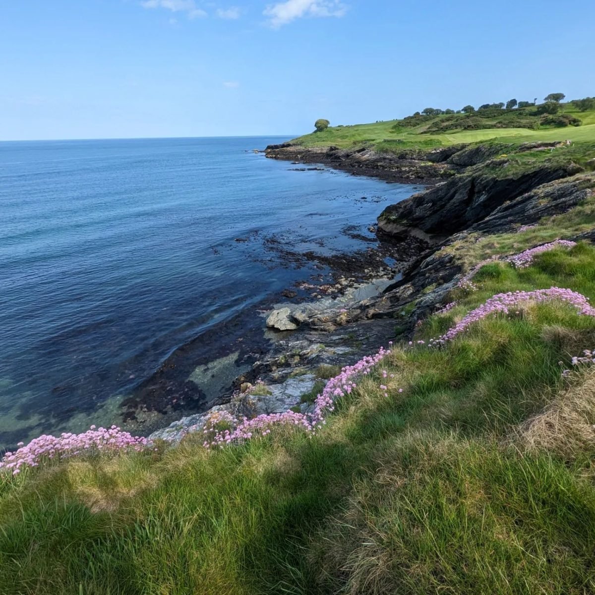 Niskie klify z różowym kwieciem nad Morzem Irlandzkim w miasteczku Wicklow