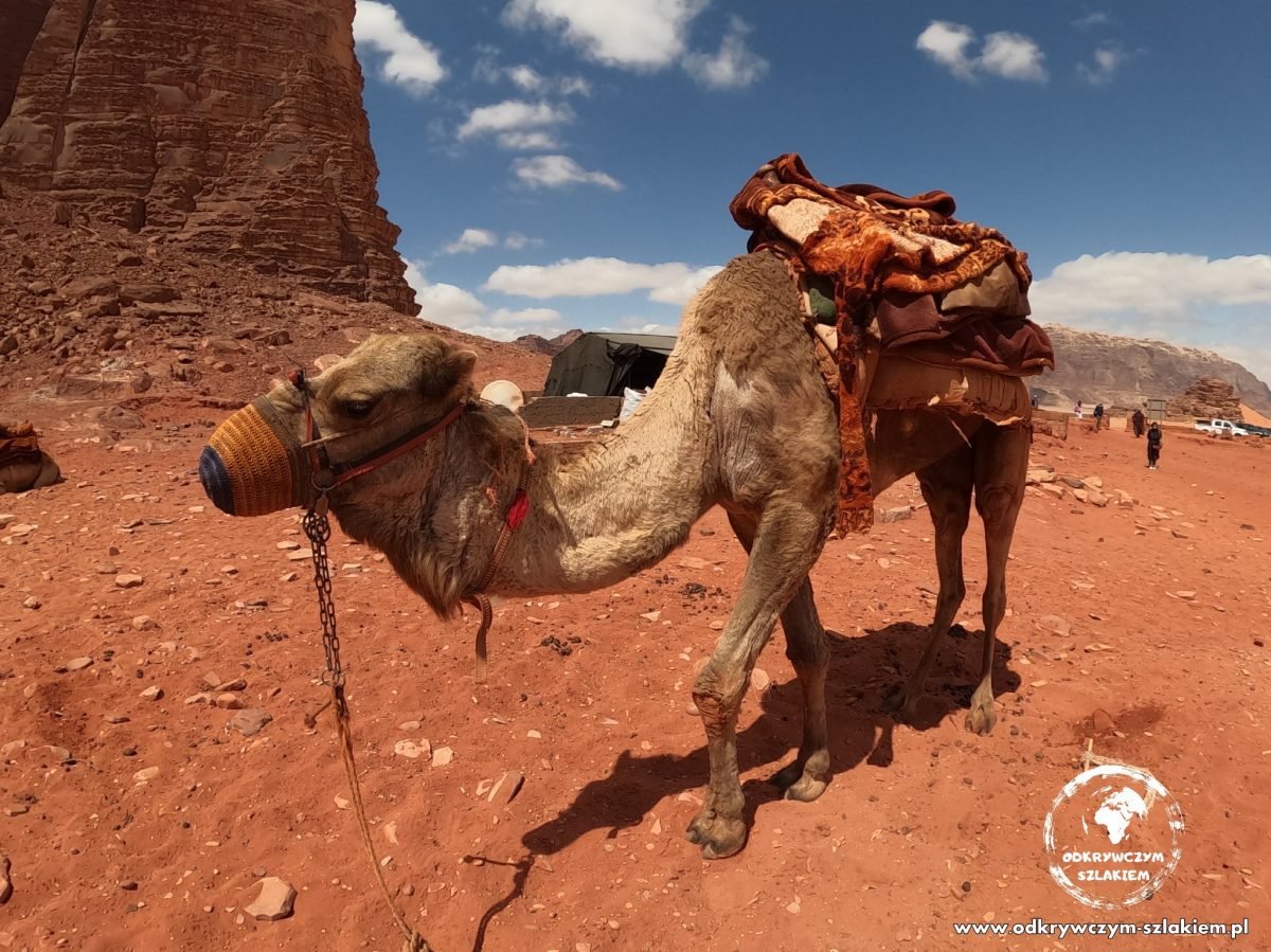 Wielbłąd przy kanionie Khazali w Wadi Rum