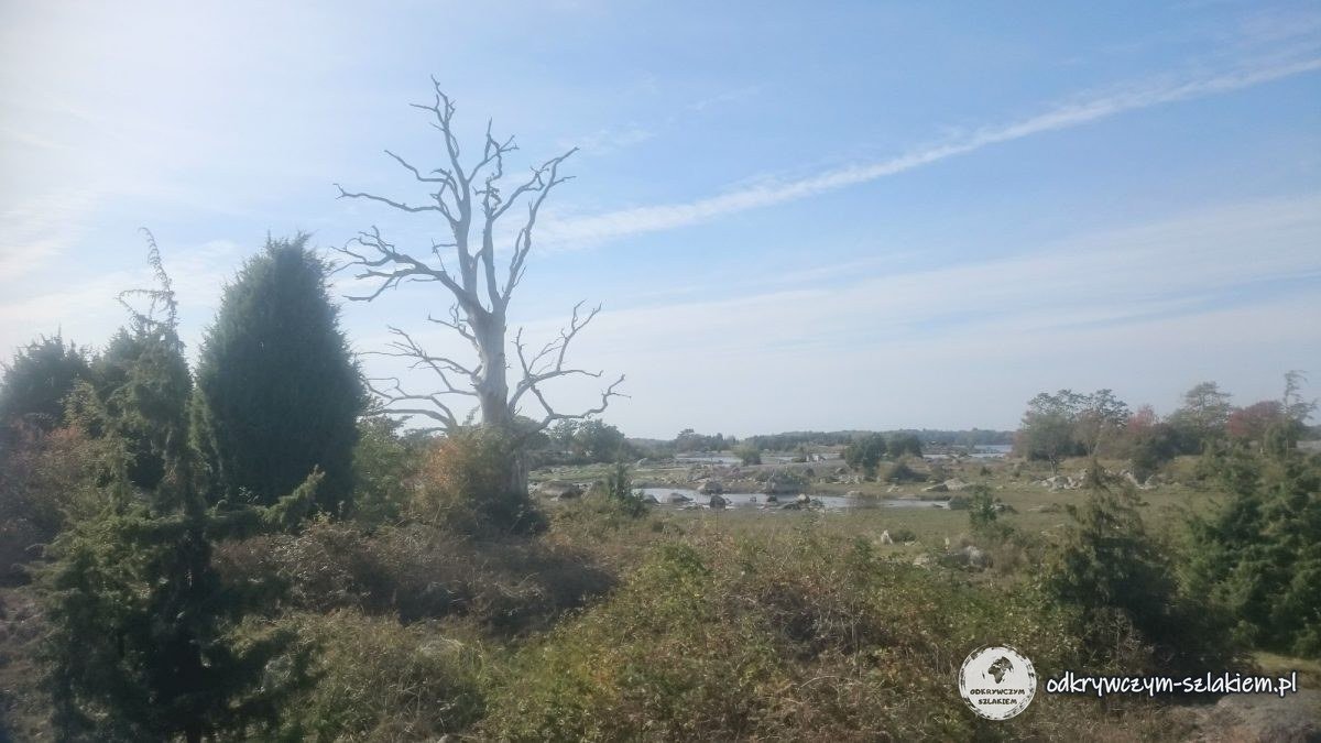 Enebros, arbustos y un árbol seco en los prados costeros de la reserva natural de Almö