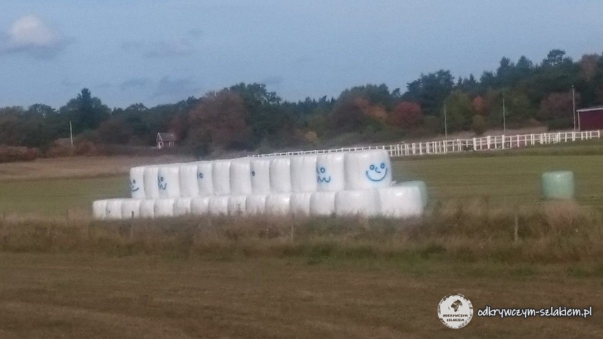 Balas de heno blancas envueltas en plástico con caras sonrientes pintadas en un campo de Blekinge