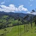 Valle de Cocora – zielona dolina w Andach z wysokimi palmami woskowymi na zboczach